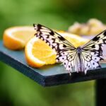 butterfly-rice-cooker